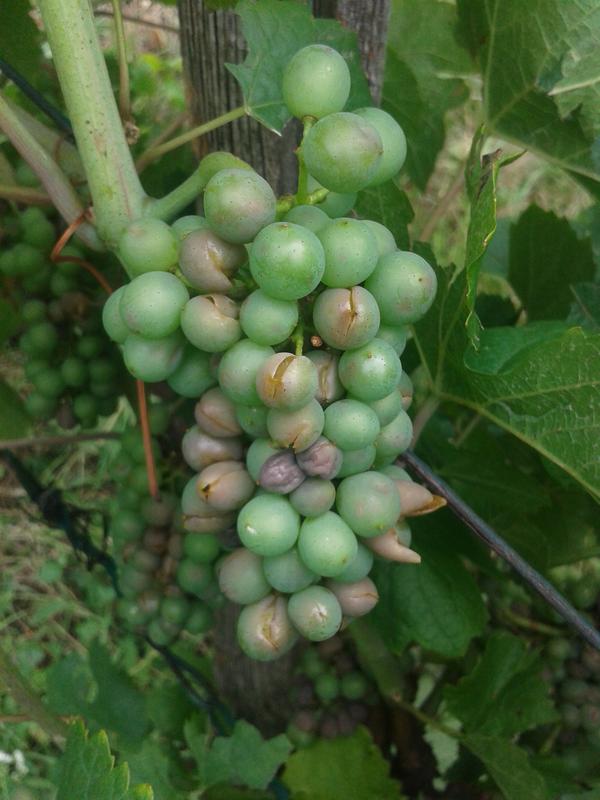 Hail damage on Pinot gris.