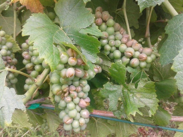 Hail damage on Pinot gris.