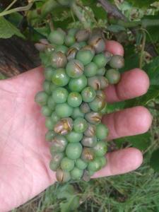 Hail damage on Pinot gris.