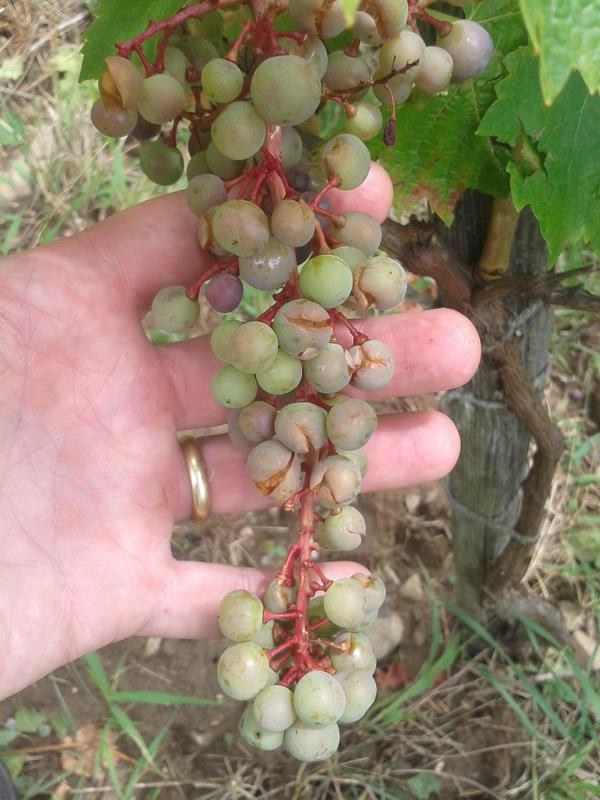 Hail damage on Turán.