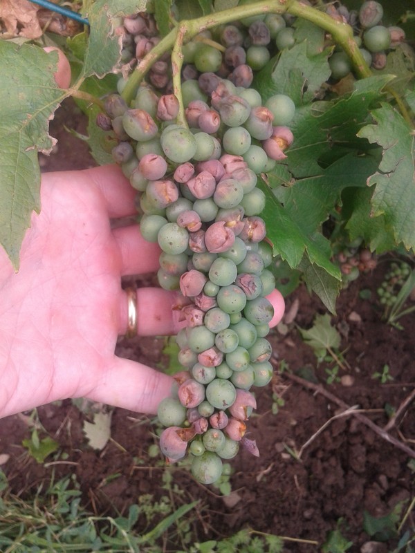 Hail damage on Italian Riesling.
