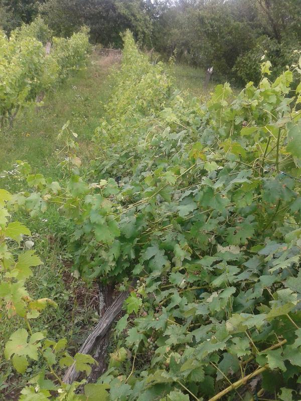 High winds pushed over many vine rows, breaking wires or cordon posts in the process.