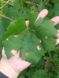 Hail damage to grape leaf.