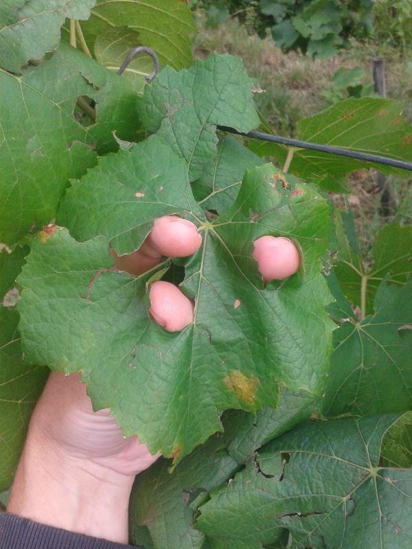 Hail damage to grape leaf.