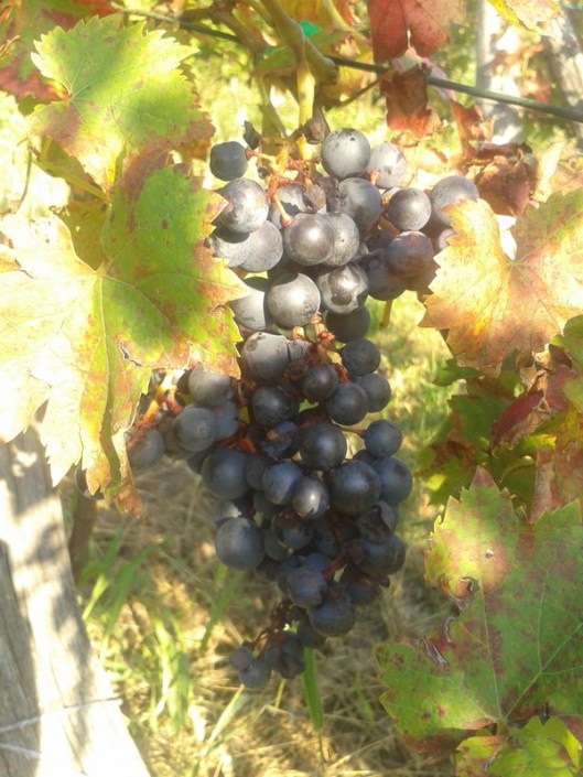 For now, we will just let the grapes hang on the vines.