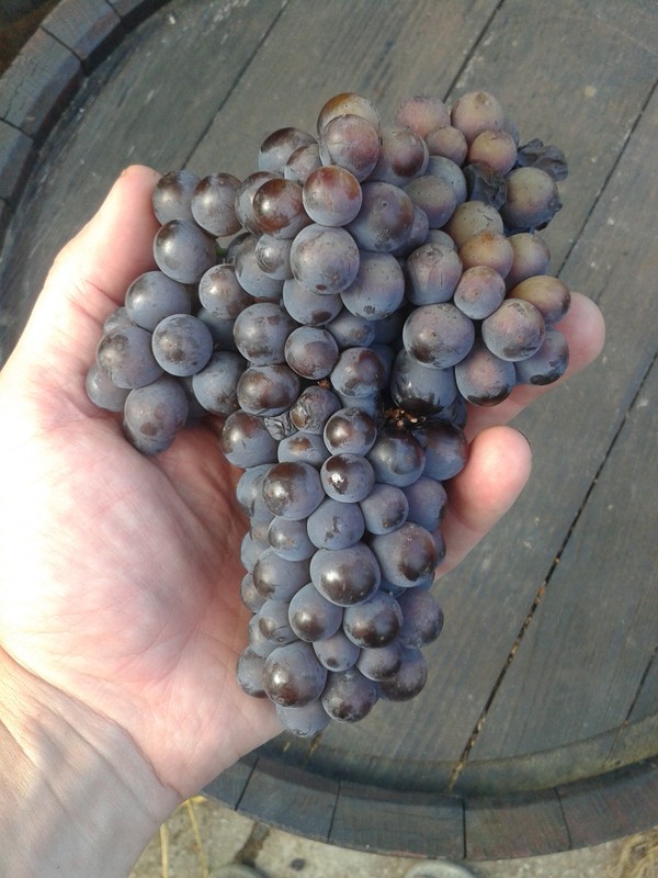 2016 Harvest and Crush — Not&nbsp;Quite