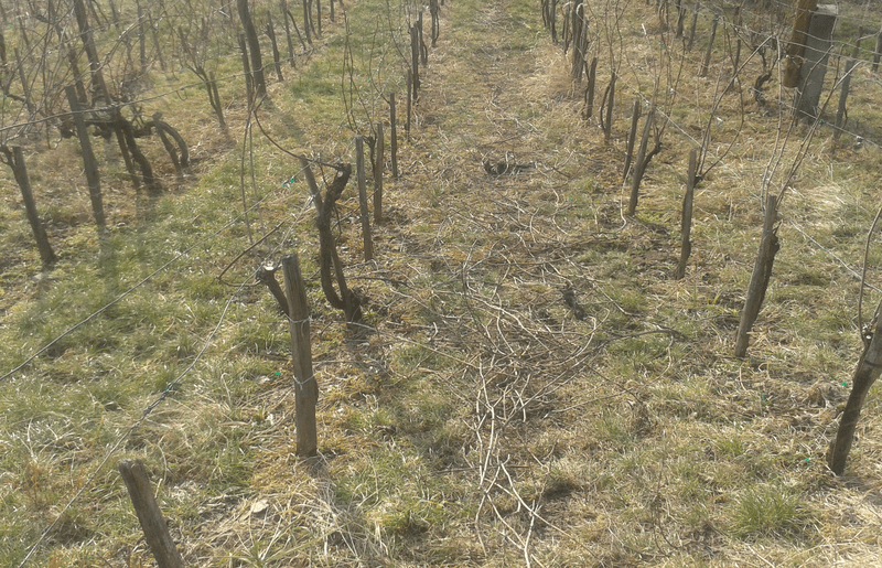 Ground Hog Day and Vine&nbsp;Trimming