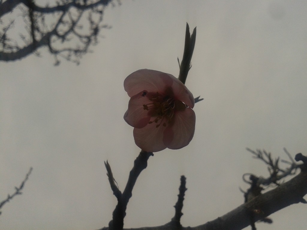 Almond Bloom 2017