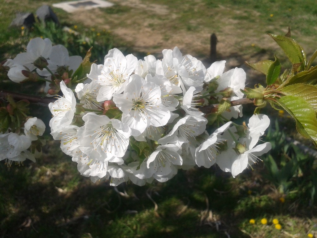 Cherry Blossoms 2017