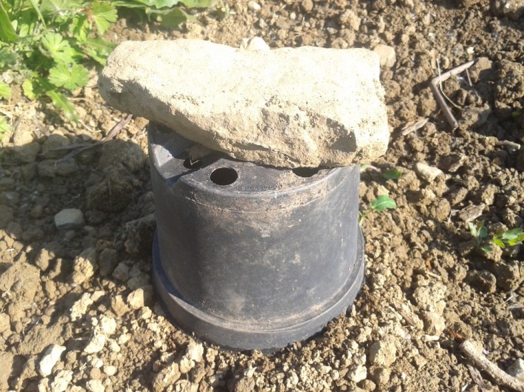 Plastic pot green house. Rock to keep wind from blowing it away.
