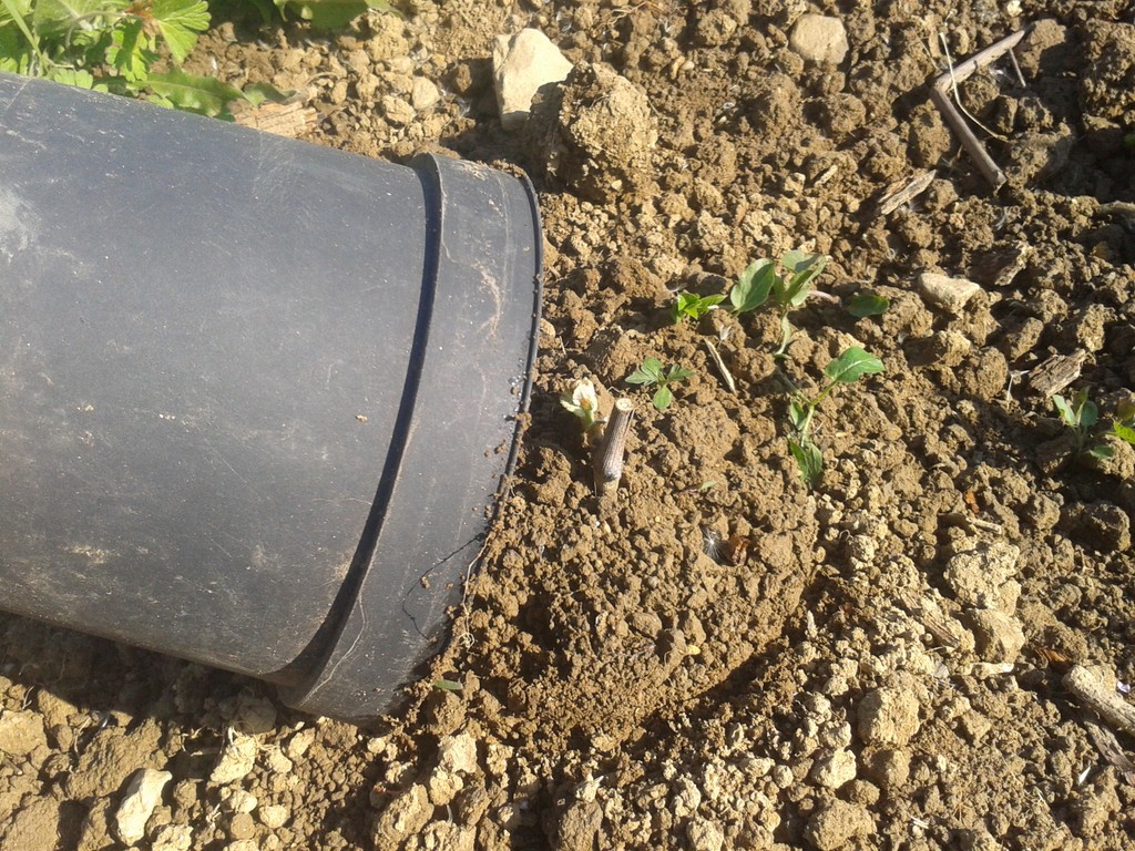 April Frost Again