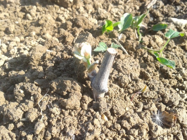 Grafted scion protected by plastic pot