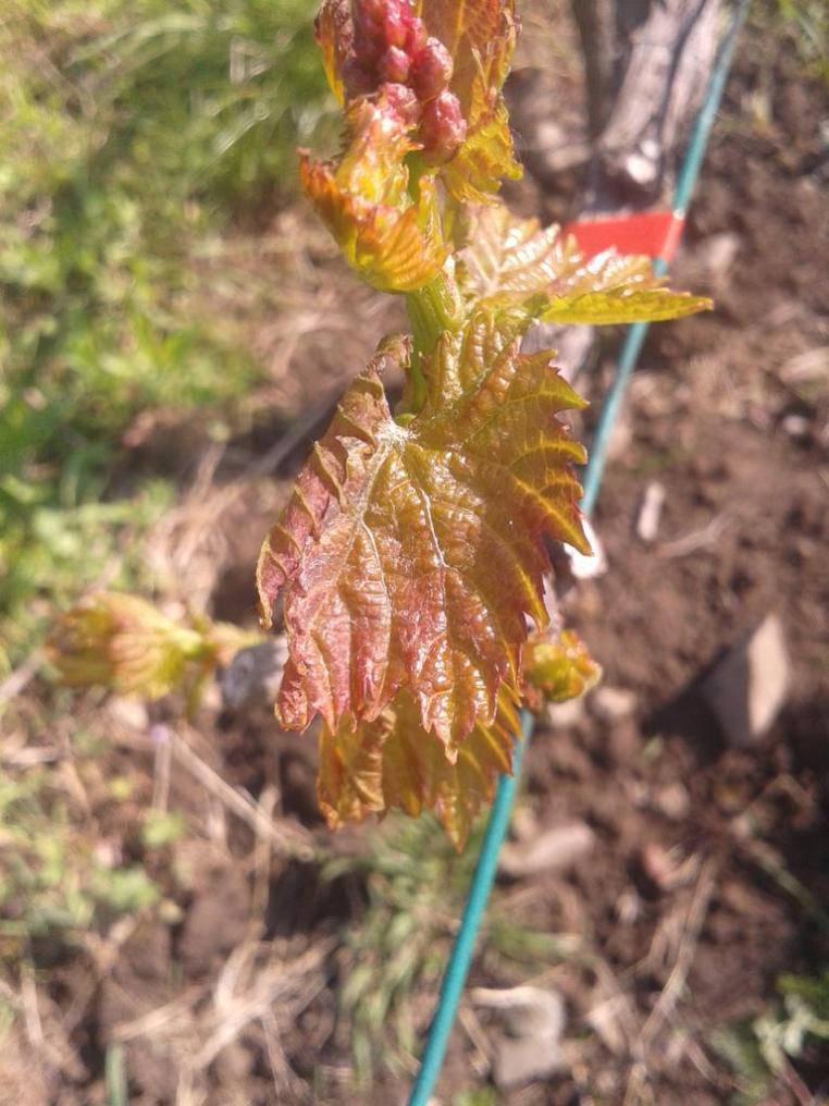 Slight frost damage to Turán leaves.