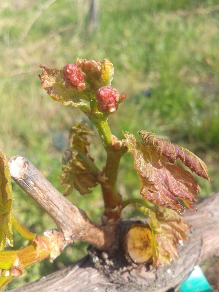 Significant frost damage to Turán leaves.