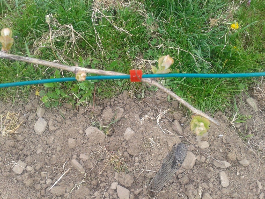Italian Riesling Bud Break&nbsp;2017