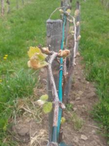 Italian Riesling