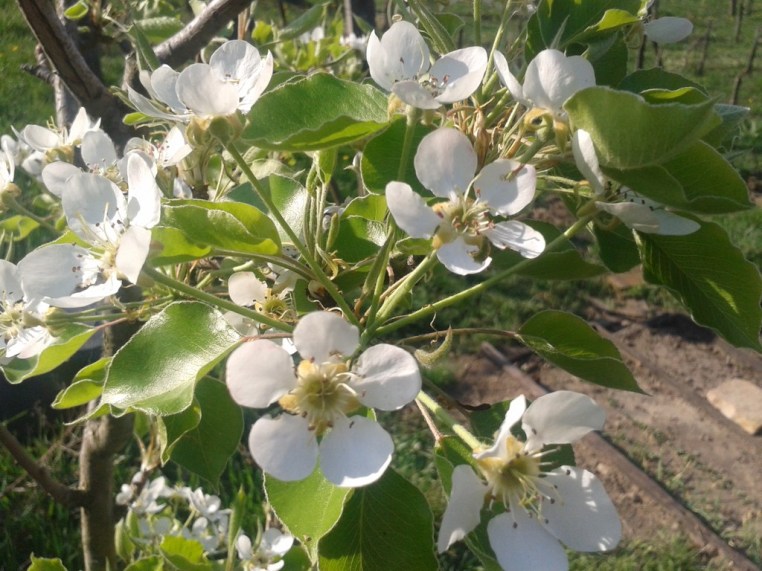 Pear blossoms