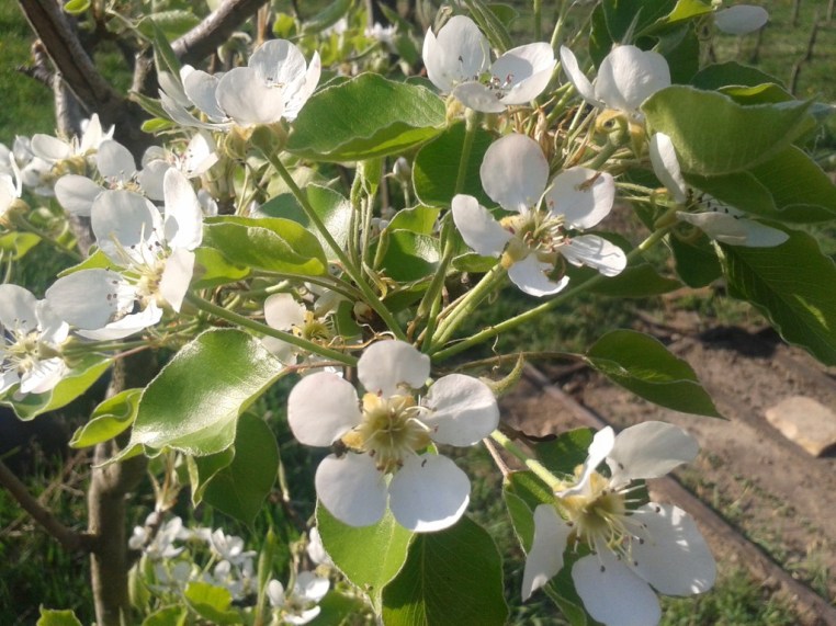 Pear blossoms