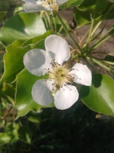Pear blossoms