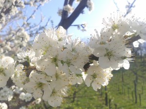 Plum blossoms