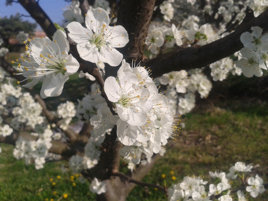 Pear and Plum Blossoms 2017