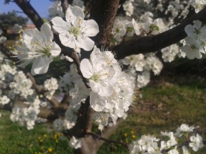 Plum blossoms