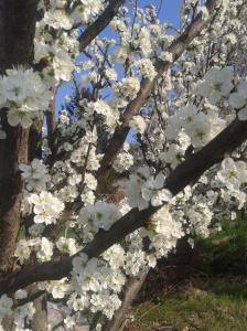 Plum blossoms