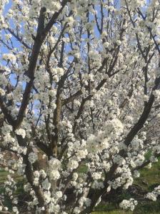 Plum blossoms