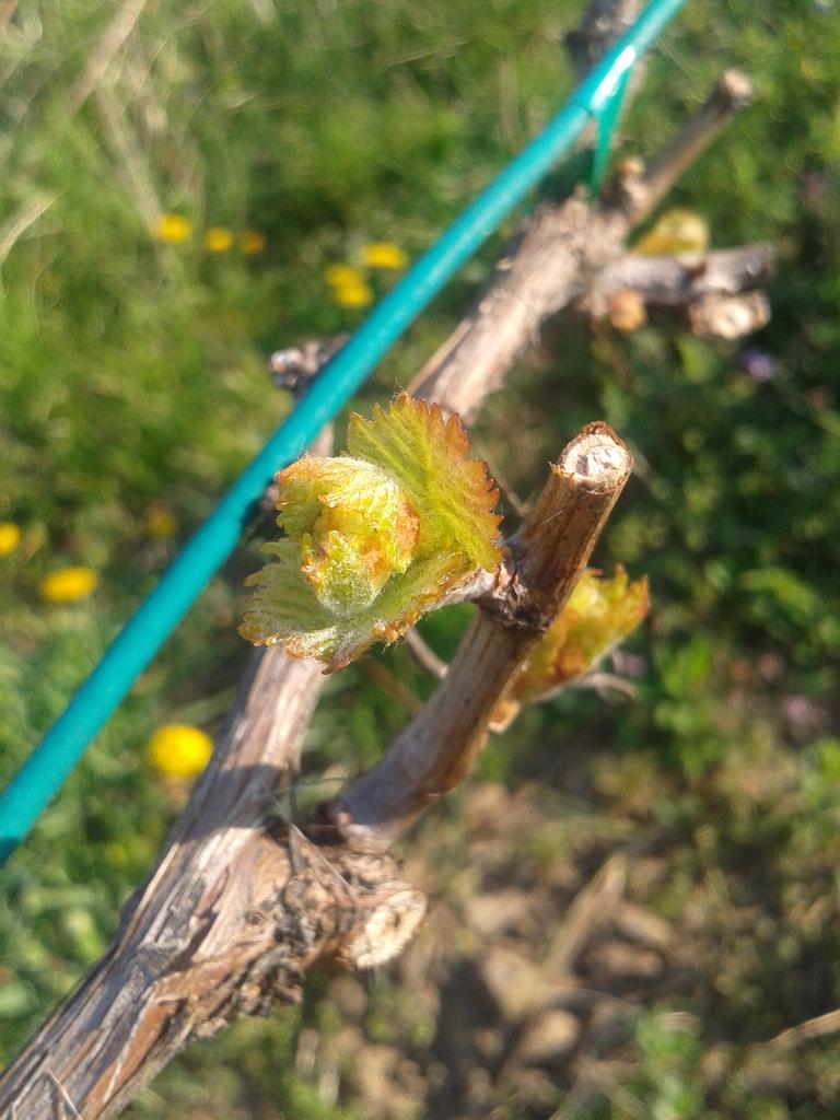Turán bud break&nbsp;2017