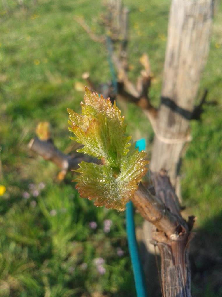 Turán (Agria) bud break