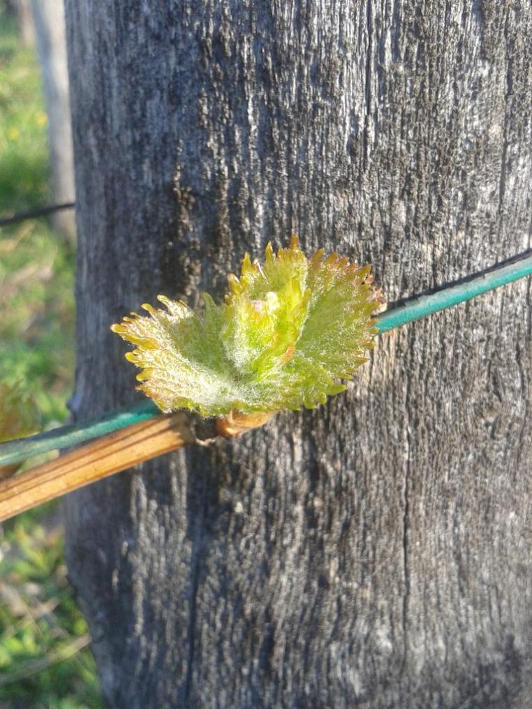 Turán (Agria) bud break