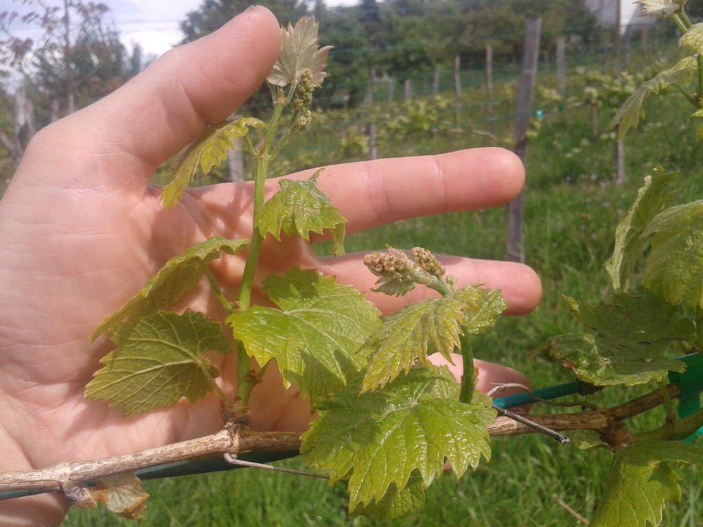 The Verecund Vigneron