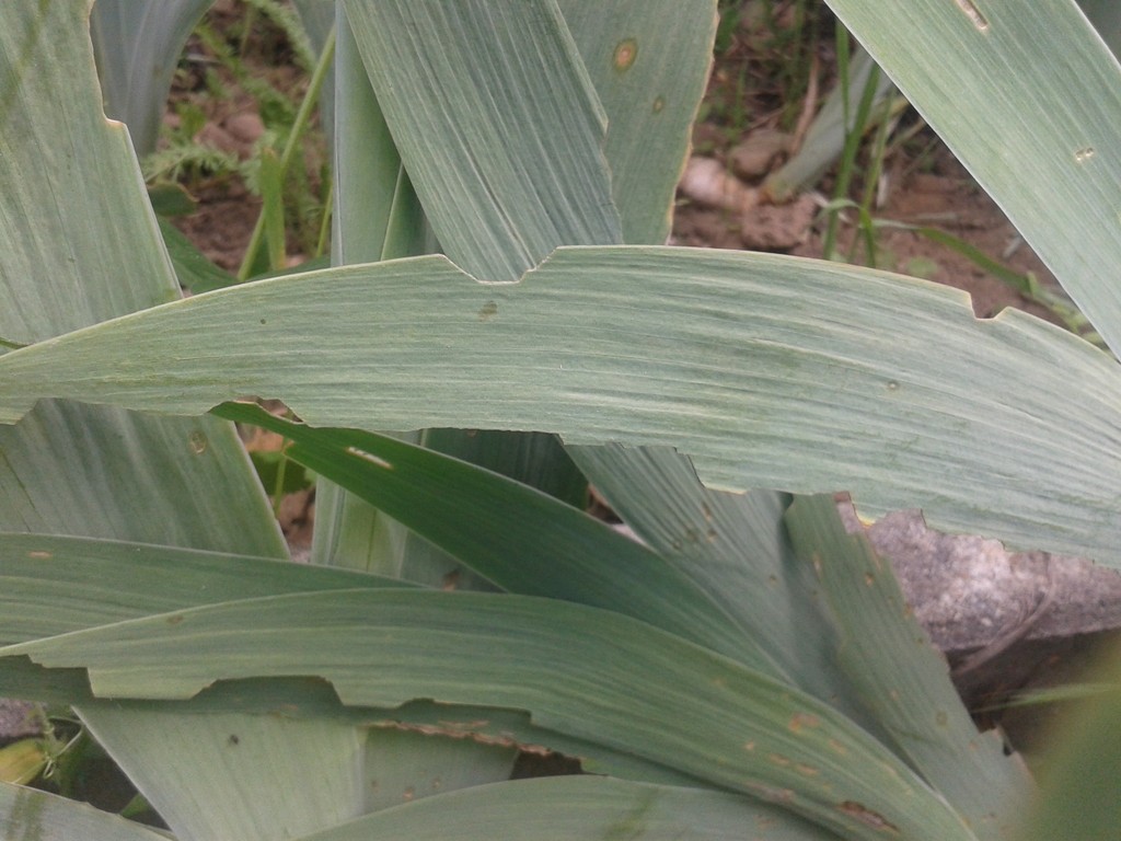 Iris Sawfly Pest