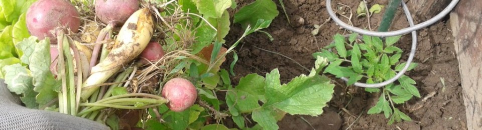 Newly planted tomato after harvesting some radishes and onions to provide space.