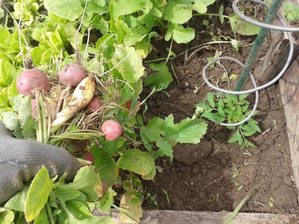 Radish, Onion, Butter,&nbsp;Salt