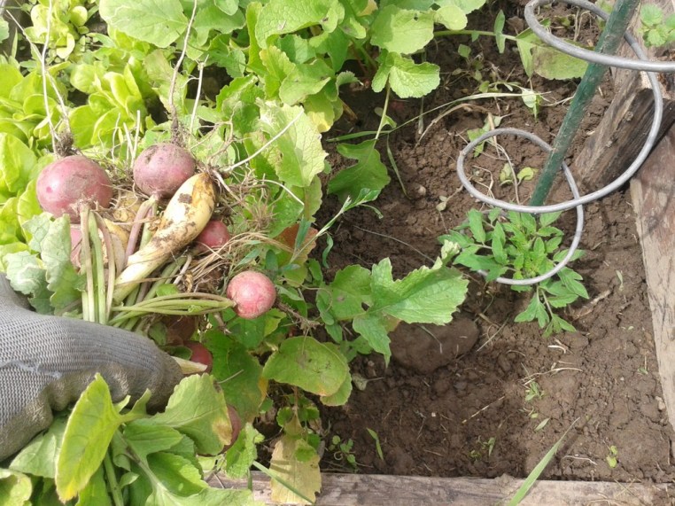Newly planted tomato after harvesting some radishes and onions to provide space.