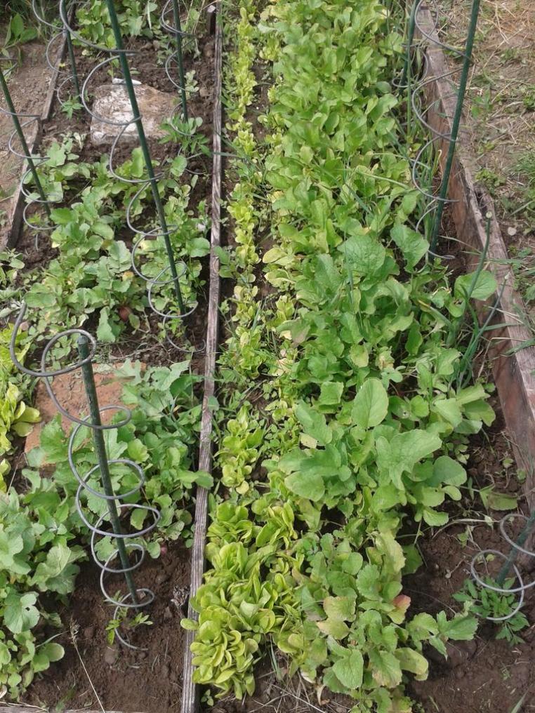 My small terraced vegetable garden.