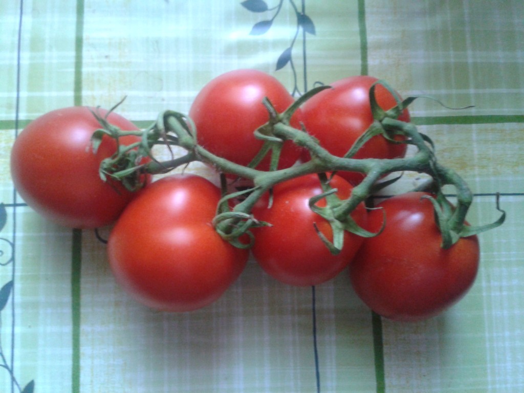 Garden Tomatoes
