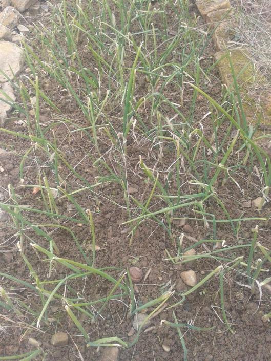 Even more winter onions in mid February from an unharvested patch.