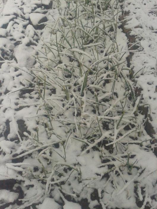 Onions with snow.