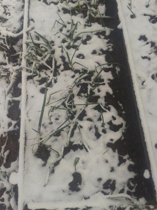 Onions with snow.
