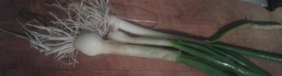 Onions harvested today, Feb 20th.