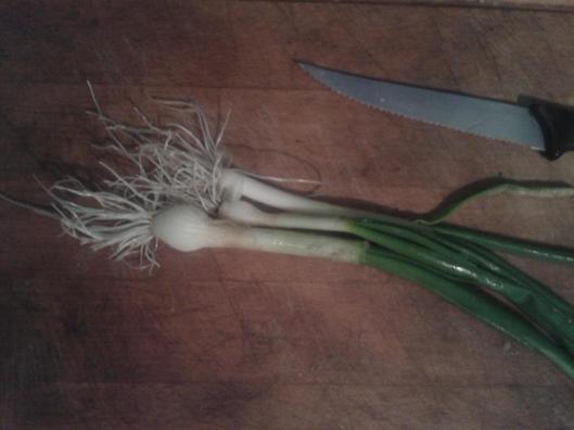 Onions harvested today, Feb 20th.