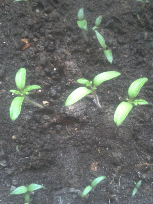 Tomato starters in my indoor trays.