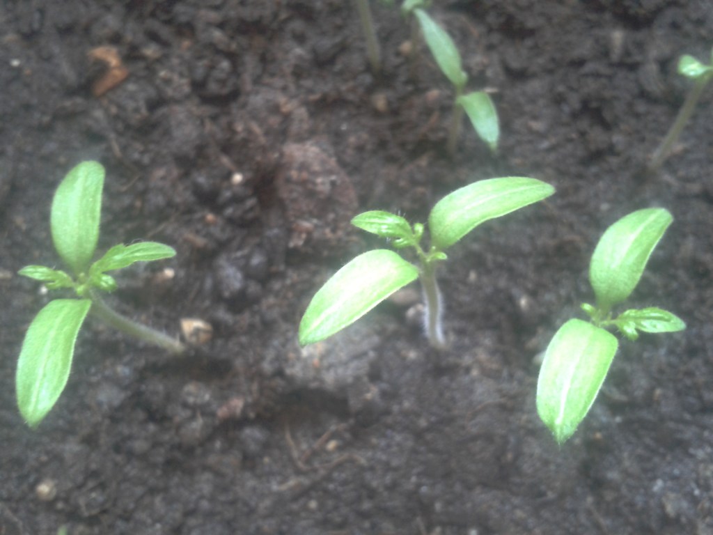 Winter Tomato Starters