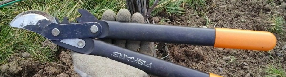 In the belt: Lopping shears. This is to cut off thicker canes or cordons too thick for either of the hand shears.