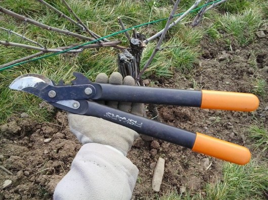 In the belt: Lopping shears. This is to cut off thicker canes or cordons too thick for either of the hand shears.