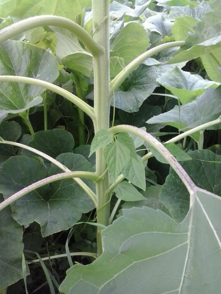 The third sister, pole beans, climbing up one of the sunflowers.