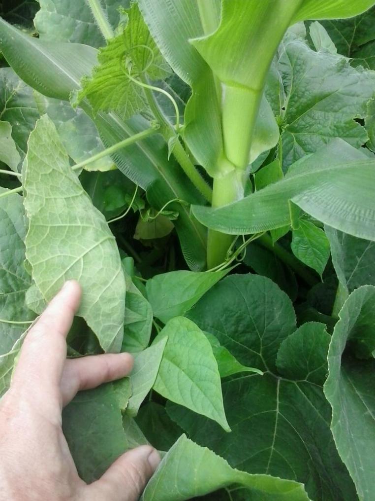 The third sister, pole beans, climbing up some corn.