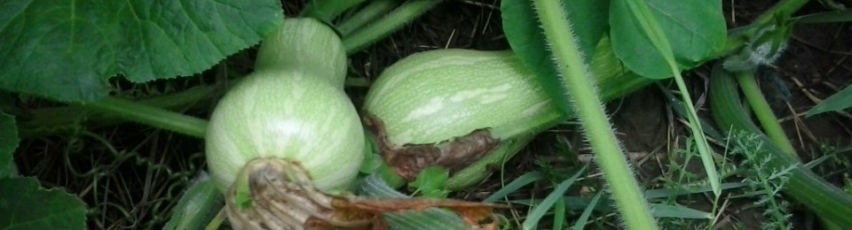 Young butternut squash.